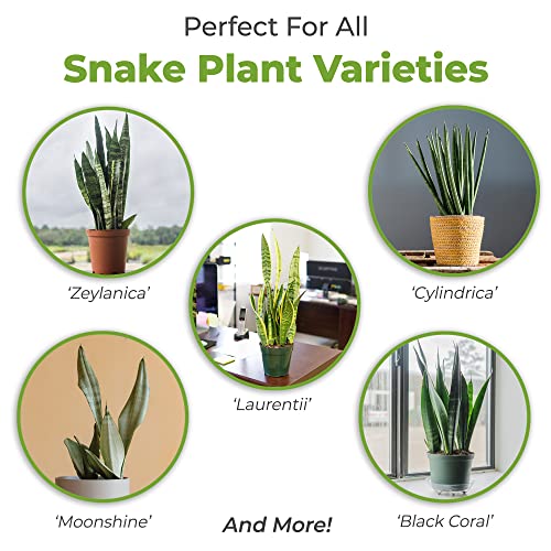 Snake Plant Soil, 4 qt, Coco Coir Potting Mix - view 3