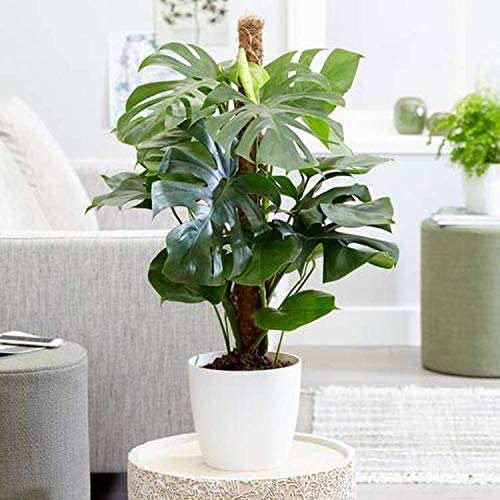 30 Inch Moss Pole for Climbing Plants - 2 Pack 15 Inch Coir Totem Pole Plant Support with 65 Feet Garden Twist Tie for Monstera and Potted Plants to Grow Upwards… - view 5