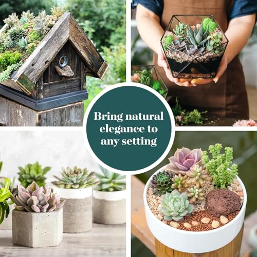 Spring Beauties Bulk Succulent Plant Pack – Live Mini Succulent Plants, Bright Colorful Mix, Easy Care Houseplants – Gardening, Terrariums, Gifts & Party Favors, 2" Pots - view 4