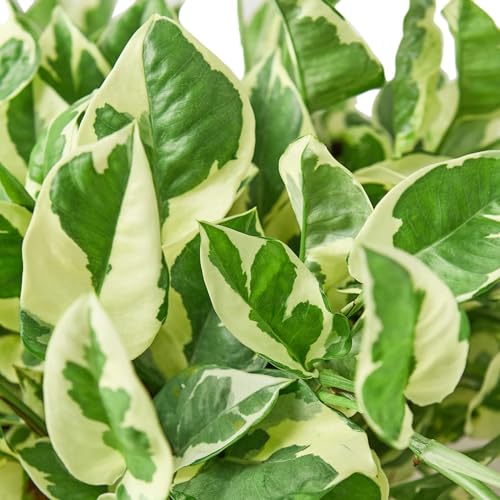 Pothos 'N'joy' Live Plant for Indoor | Houseplants in 4'' & 6'' Pot - view 3