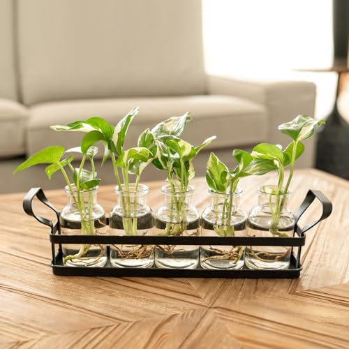 Propagation Stations, 5 Jars Desktop Glass Plant Terrarium with Stand - view 6