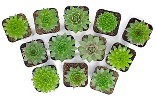 Succulent Plants | 5 Sempervivum Succulents | Rooted in Planter Pots with Soil | Real Live Indoor Plants | Gifts or Room Decor - view 5