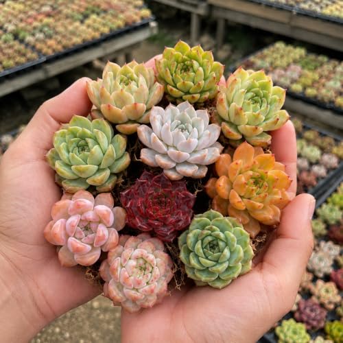 12 Pack Succulents Plants Live, Assorted Mini Succulents Bundle, Easy Care Bare Root Succulent Plants for Indoor Outdoor Decor, Home Office Desk, Terrarium DIY, Gift for Plant Lovers - view 4