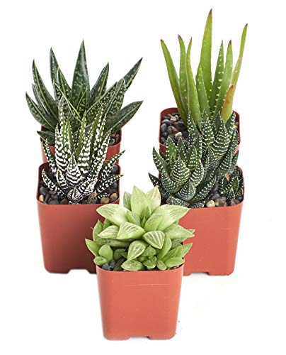 Haworthia Collection | Assortment of Hand Selected, Fully Rooted Alluring Miniature Aloe Live Indoor Succulent Plants, 5-Pack - view 2