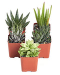 Alluring Collection of Live, Hand Selected Variety Pack of Mini 5 Different Aloe Plants in 2" Grower Pots, Easy to Grow and Hard to Kill