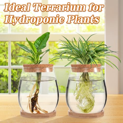 2 Pcs Glass Plants Propagation Stations for Home Office Decor - view 4