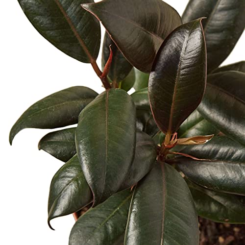 Ficus Elastica Burgundy Live Plant | Houseplants in 4'' & 6'' Pot - view 5