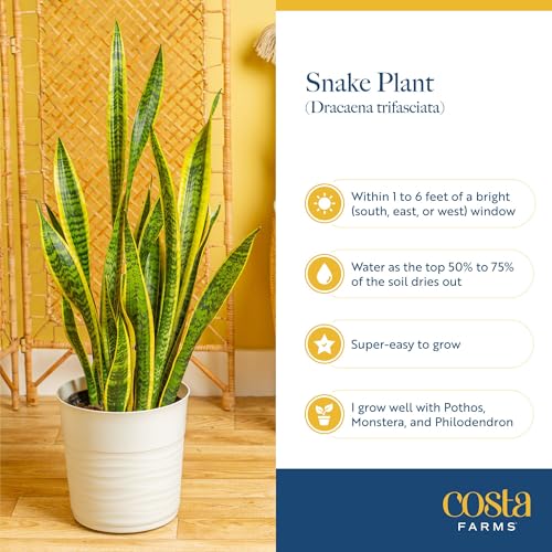 Snake Plant, Live Indoor Plants, Easy Care 3-Pack - view 6