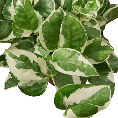 Pothos 'N'joy' Live Plant for Indoor | Houseplants in 4'' & 6'' Pot - view 4