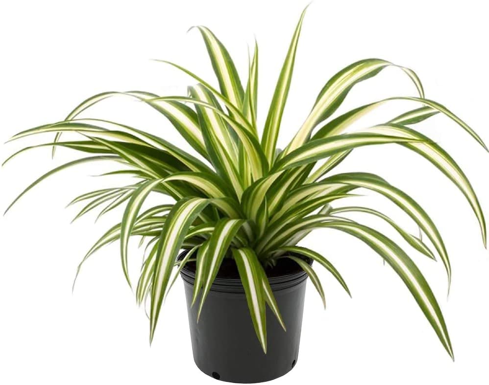 Premium Spider Plant Potting Soil Mix - (2 Quart Bag) - view 2