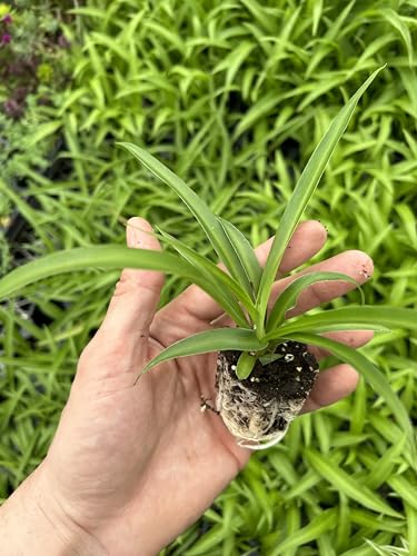 2 Green Spider Plants ~ Starter Plants ~ Live Plant for Home Office Decor