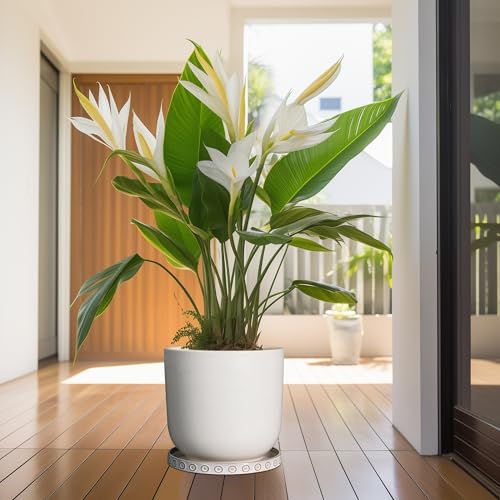 Plant Saucer for Indoors - Ceramic Plant Saucer for Outdoors 11.4 Inch Plant Water Catcher Tray Plant Pot Saucer Plant Drip Tray Drainage Large Plant Plates to Catch Water, Cream White - view 6