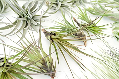 48 Air Plant Variety Pack - Live Tillandsia Succulent House Plants - Wholesale and Bulk - Home and Garden Decor - Easy Care Indoor and Outdoor Plants - view 4