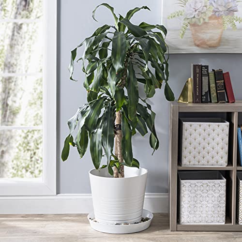 14 Inch (12 inch Base), Case of 2, Plant Saucers - view 6