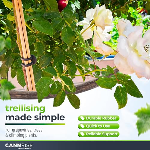 Anchor Bands for Trellising - 33-Pack 12 cm/4.72 in Rubber Vine Ties, UV-Protected Bands: Grapevines, Trees & Climbing Plants – Tool-Free Loop-and-Anchor Design for Install, Weatherproof - view 2