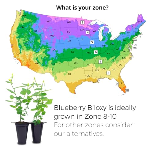 Live Blueberry Biloxi Plant (4 Pack) Southern Highbush Berry - view 3