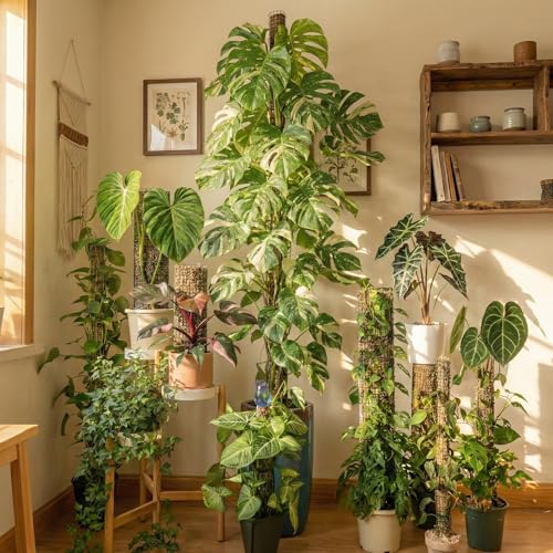 Metal Moss Poles for Climbing Plants, D-Shape Sphagnum Moss Pole Monstera Plant Support for Climbing Plants, DIY Plant Stakes Work with Sphagnum Moss (12ft D-Shaped Clear) - view 2