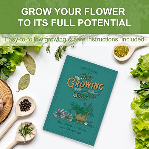 5 Herb Seeds Garden Starter Kit with Complete Planting Kit & Wooden Flower Box, Growing into Basil, Parsley, Rosemary, Thyme, Mint for Kitchen Windowsill Herb Garden DIY - view 5