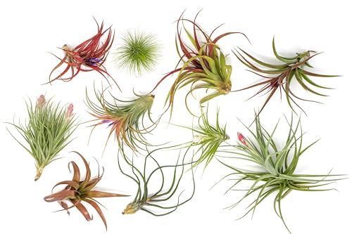 Premium Florida-Grown Collection of Tillandsia Air Plants - Wholesale and Bulk - Succulents - Live Tillandsia - Easy Care Indoor and Outdoor House Plants (Set of 10)