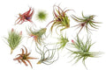 Premium Florida-Grown Collection of Tillandsia Air Plants - Wholesale and Bulk - Succulents - Live Tillandsia - Easy Care Indoor and Outdoor House Plants (Set of 10)