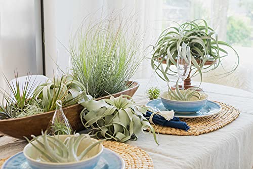 Premium Florida-Grown Collection of Tillandsia Air Plants - Wholesale and Bulk - Succulents - Live Tillandsia - Easy Care Indoor and Outdoor House Plants (Set of 10) - view 5
