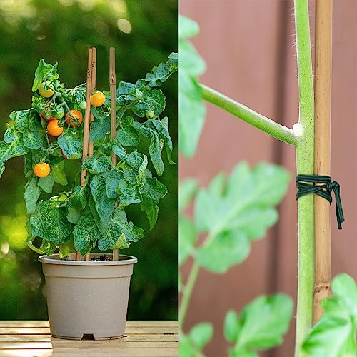 Plant Stakes 50Pcs 18IN, Premium Natural Bamboo Stakes Garden Stakes - view 5