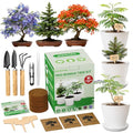 Jacaranda Bonsai Starter Kit – Complete DIY Indoor Growing Kit with Tools, Planter & Guide | Unique Gardening Gifts for Beginners, Women, Men, Mom & Dad | Live Plant Craft Hobby Set
