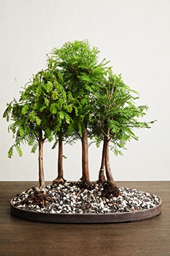 Bonsai All-Purpose Fertilizer by The Bonsai Supply – 1.8 Lbs | Quick Results | Micro Nutrients for Vital Tree Health - view 5