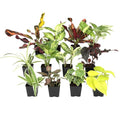 Easy to Grow Houseplants (12 Pack) Live House Plants in Plant Containers, Growers Choice Plant Set in Planters with Potting Soil Mix, Home Décor Planting Kit or Outdoor Garden Gifts