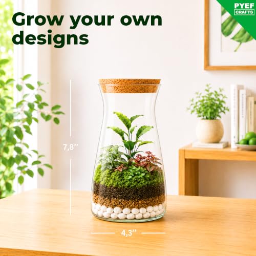 Terrarium Kit for Plants DIY - view 5