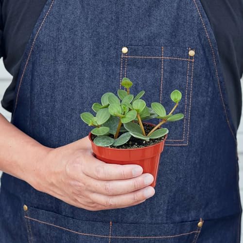 Peperomia Hope Live Plant for Indoor | Houseplants in 4'' & 6'' Pot - view 2