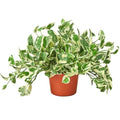 Pothos 'N'joy' Live Plant for Indoor | Houseplants in 4'' & 6'' Pot