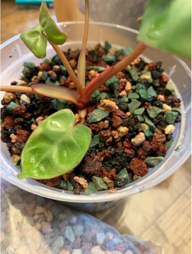 45lb Mix Lava Rocks for Plants in Door -Gravel Pebbles for Bonsai Succulent Cactus Potting Soil and Vase Fillers, Fairy Gardening,Top Dressing - view 2