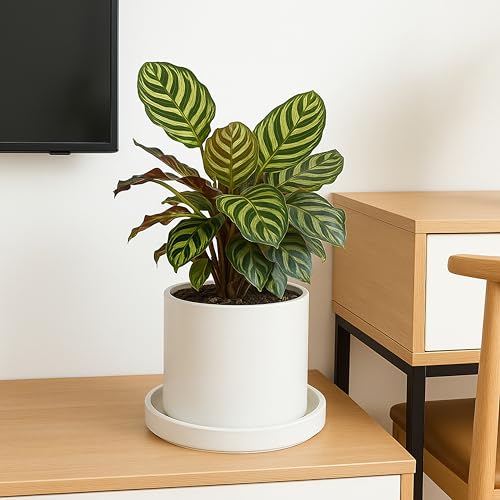 Ceramic Plant Saucer/Drainage Tray, 8.7 in, White, 97-T-A-4 - view 3