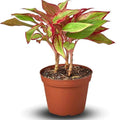 Chinese Evergreen Red Siam Live Plant | Houseplants in 4'' & 6'' Pot