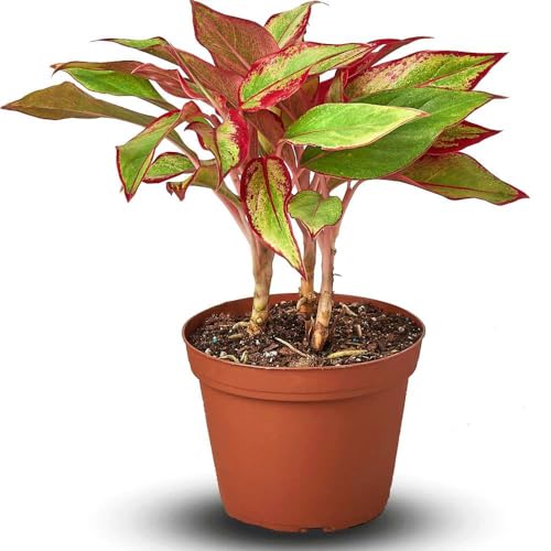 Chinese Evergreen Red Siam Live Plant | Houseplants in 4'' & 6'' Pot
