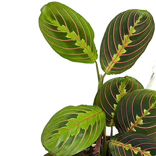 Red Prayer Plant, Red Maranta, Gorgeous Live Indoor Plant, Easy to Care and Rare Variety 4 inch Pot - view 2