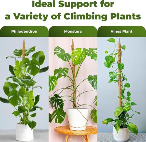 2 Pack 63 Inch Bendable Moss Pole Monstera Plant Support Stakes for Indoor Plants - Tall Moss Stick Trellis for Potted Climbers - Stem Support Accessories for Climbing Houseplants - view 4