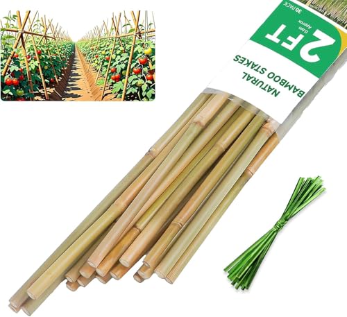 Natural Bamboo Plant Stake, 2FT, 30Pcs