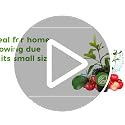 Barbados Cherry Acerola/Wild Crapemyrtle (1-Pack) - view 7