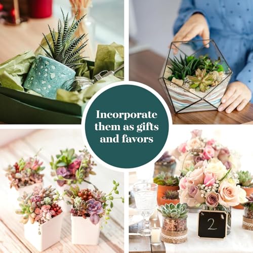 Spring Beauties Bulk Succulent Plant Pack – Live Mini Succulent Plants, Bright Colorful Mix, Easy Care Houseplants – Gardening, Terrariums, Gifts & Party Favors, 2" Pots - view 5
