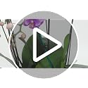 100 Pcs Plant Clips Orchid Clips Plants Orchid Support Clips Flower Vine Clips for Supporting Stems Vines Stalks Climbing Plant Grow Upright - view 7