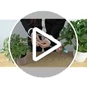 Self Watering Globes for Plants 4 Pack Mushroom Glass Plant Watering Globes - view 7