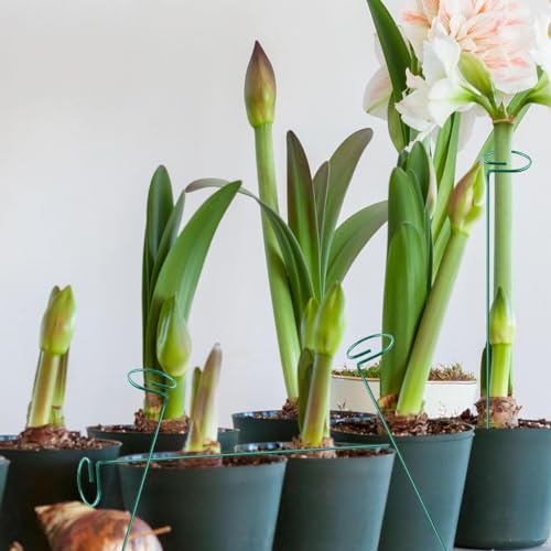 20 Pieces 36 inch Green Single Stem Plant Stakes Flower Support Rings, Gardening Planter Cages for Single Stem Flowers, Amaryllis, Peony, Lily,Narcissus Gladiolus Stakes - view 4