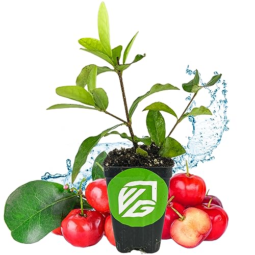 Barbados Cherry Acerola/Wild Crapemyrtle (1-Pack)