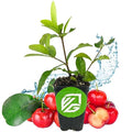Barbados Cherry Acerola/Wild Crapemyrtle (1-Pack)