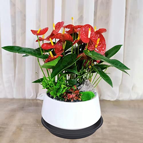 Plant Saucer Pot Tray 4 inch, 6 Packs Plastic Flower Planter Saucers and Drip Trays for Indoors Outdoors, Heavy Durable Plant Plate Water Catcher (Black) - view 7