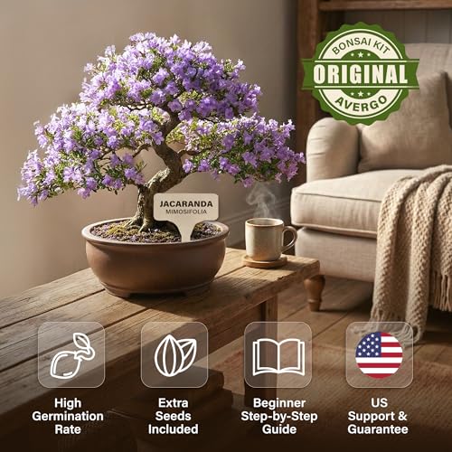 Bonsai Starter Kit – Growing Jacaranda Bonzai Tree - view 4