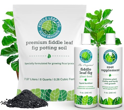 Fiddle Leaf Fig Welcome Bundle