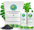 Fiddle Leaf Fig Welcome Bundle